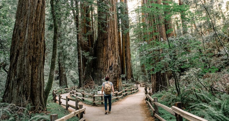 Man in a forest in front of two different paths